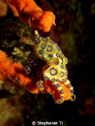 BLUE RING OCTOPUS - Mabul, Sabah. by Stephanie Ti 